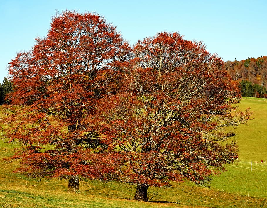 two red leaf trees near mountain photo, book, deciduous trees HD wallpaper