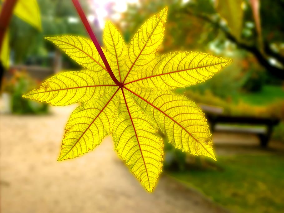 Leaf, Gourd, Wonder, Tree, wonder tree, park, city park, bush HD wallpaper