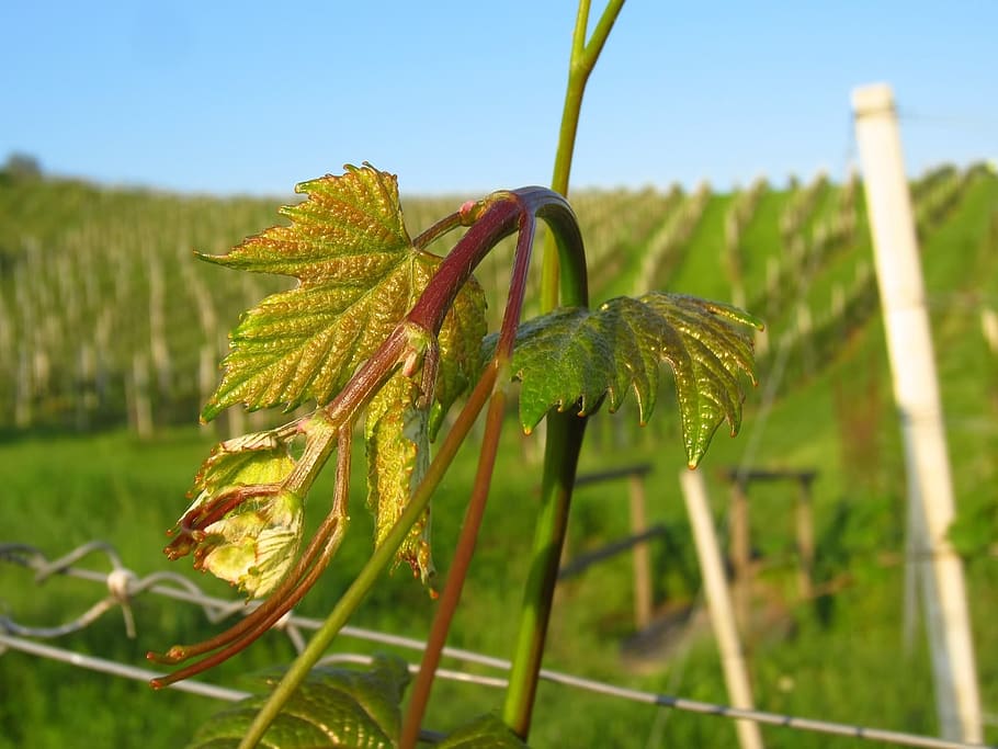 green, vineyard, wine leaf, plant, growth, close-up, green color HD wallpaper