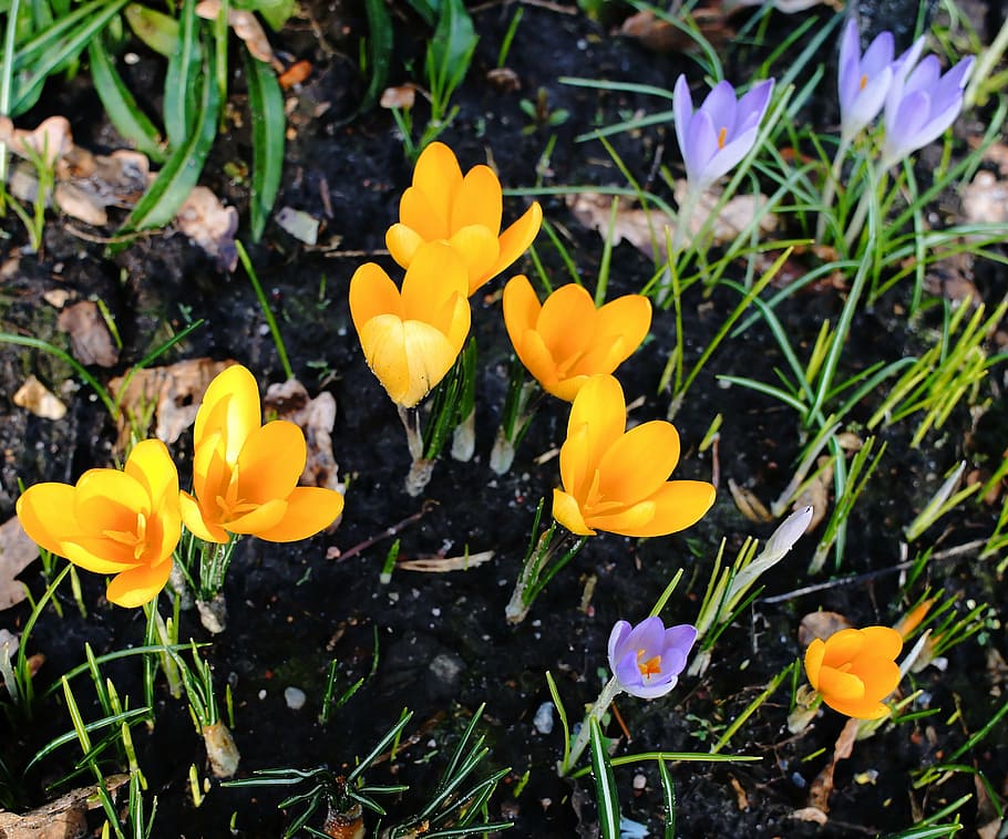 crocus, flowers, spring, close, bühen, sunny, colorful, sunshine, HD wallpaper