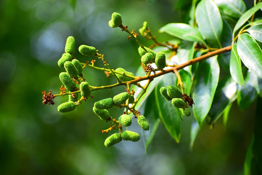 leaf, flora, nature, outdoors, tree, growth, plant, green color HD wallpaper