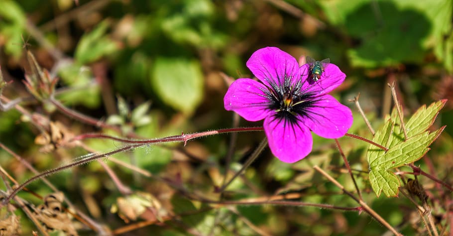 flower, pink, fly, plant, flowering plant, freshness, fragility HD wallpaper