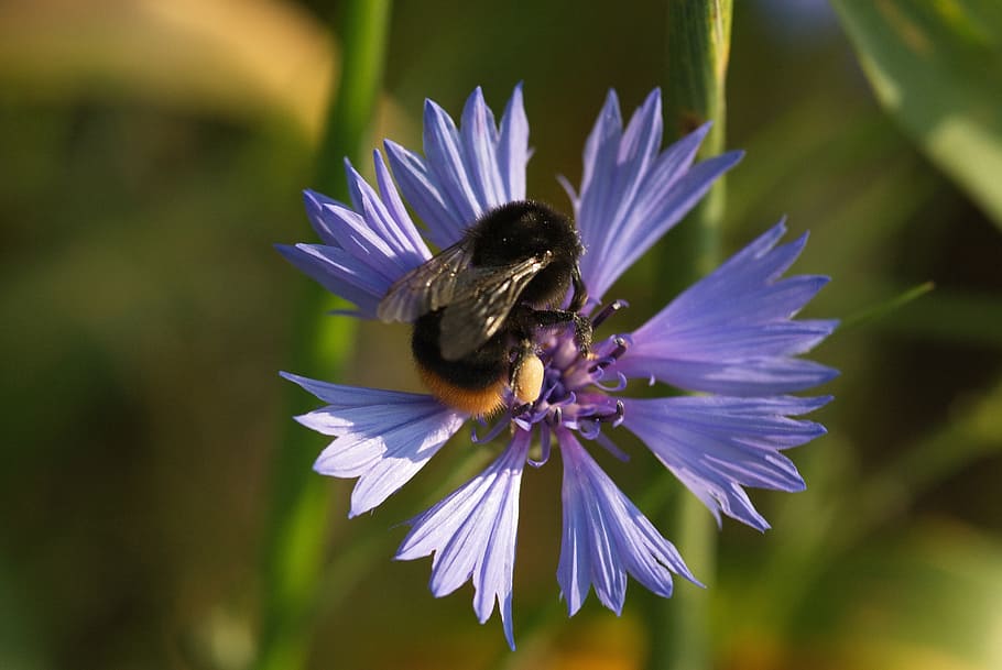 spring, purple flower, macro, bee, bee on flower, insect, pollination HD wallpaper