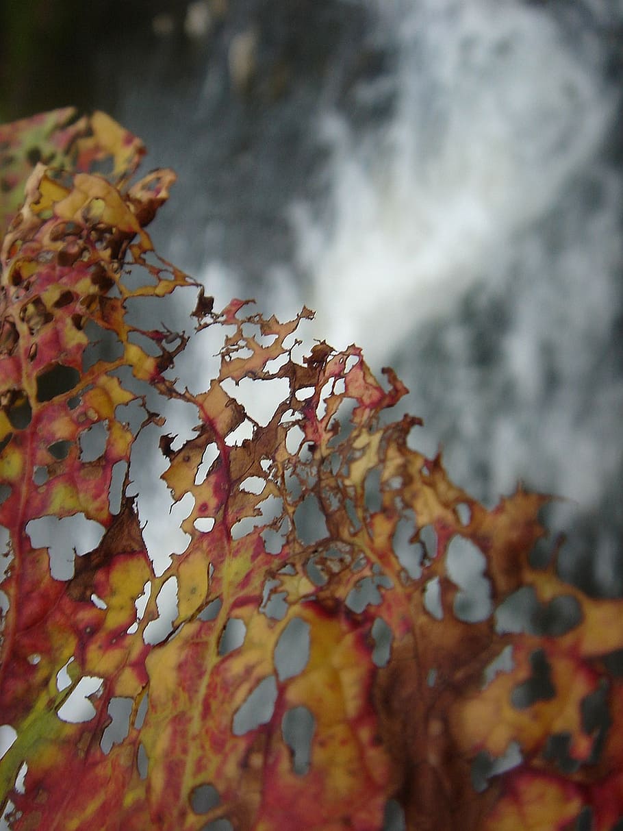 sheet, colors, autumn, leaf, nature, backgrounds, red, plant part HD wallpaper