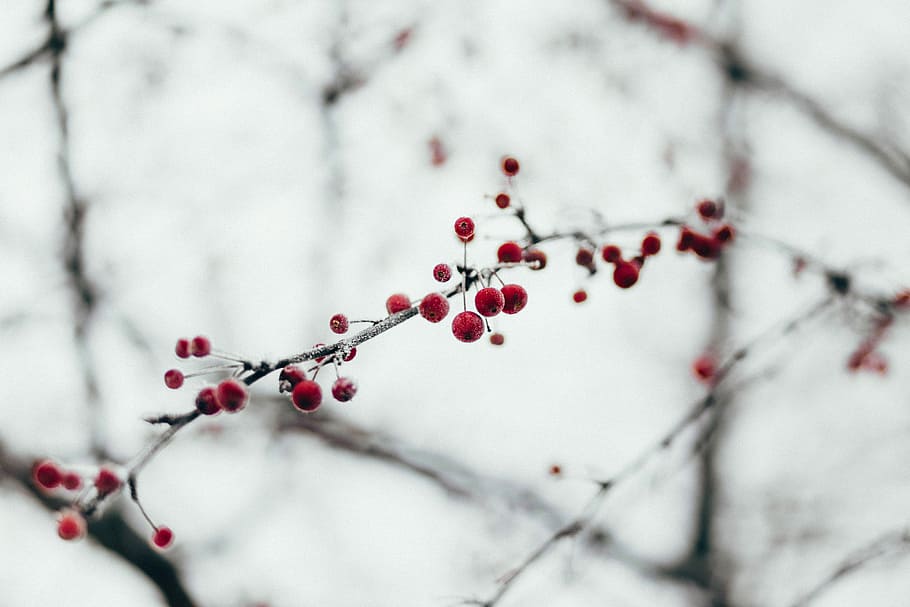 selective focus of red flowers, shallow focus photography of red leafed tree HD wallpaper