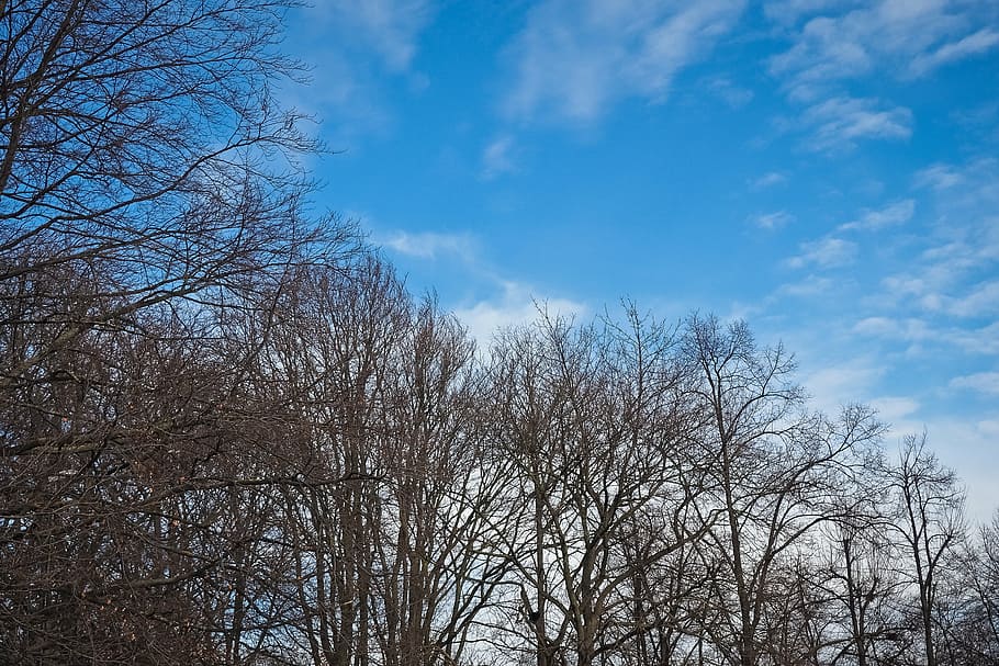 trees, winter, forest, nature, landscape, mood, clouds, sky HD wallpaper