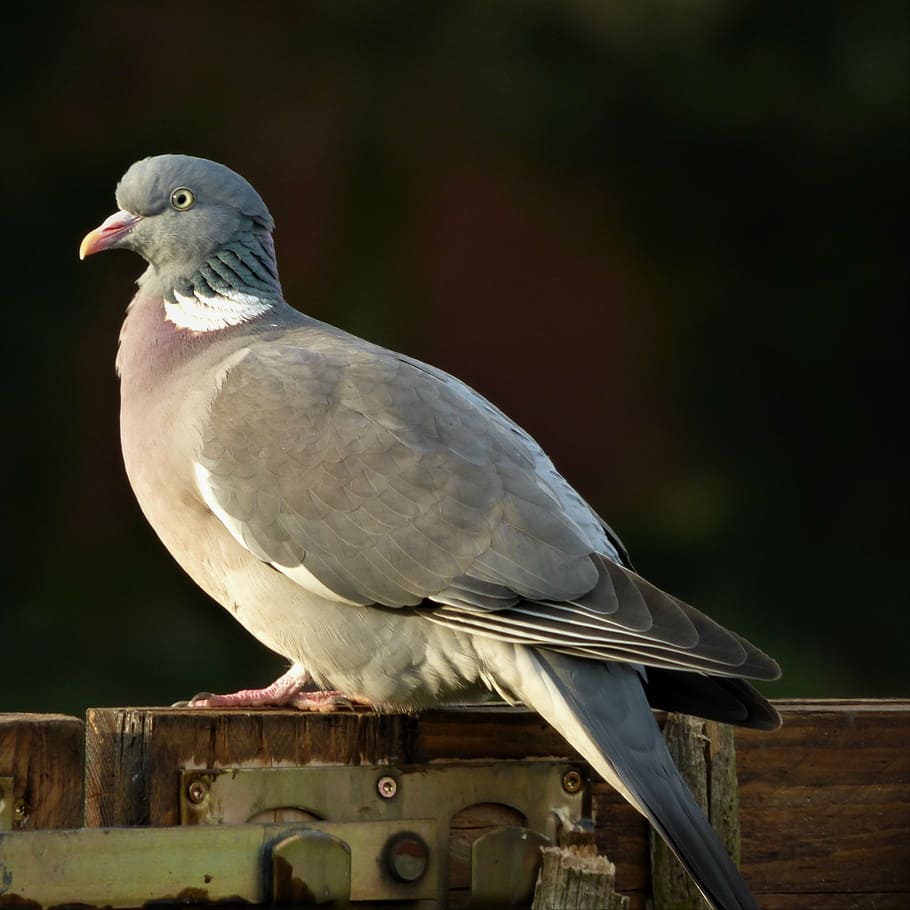 HD wallpaper: dove, plumage, bird, ringdove, feather, standing, city ...