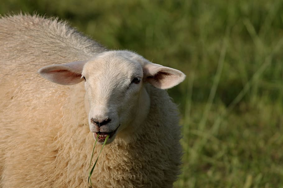 sheep, eating, eats, portrait, sheepshead, pet, livestock, wool HD wallpaper