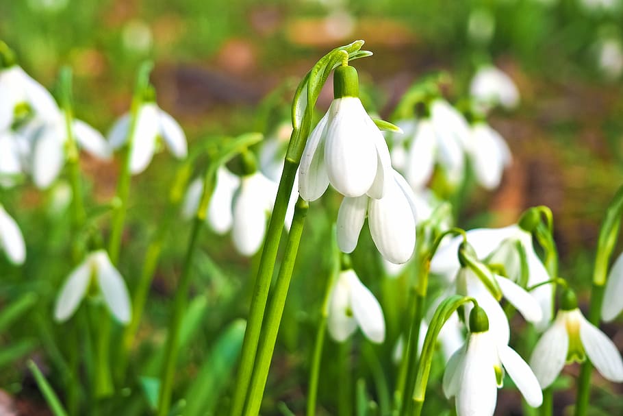 snowdrop, flower, spring, nature, white, close, plant, flowers, HD wallpaper