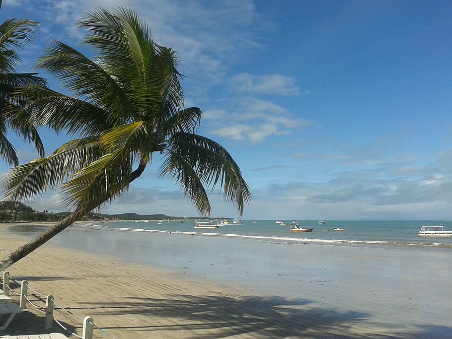 alagoas, maragogi, brazil, northeast, huh, sol, beach, palm trees, HD wallpaper