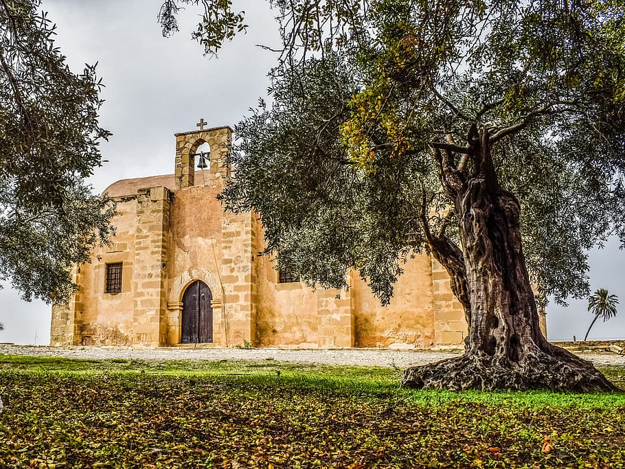 tree, landscape, scenery, cyprus, tersefanou, ayios georgios arperas HD wallpaper