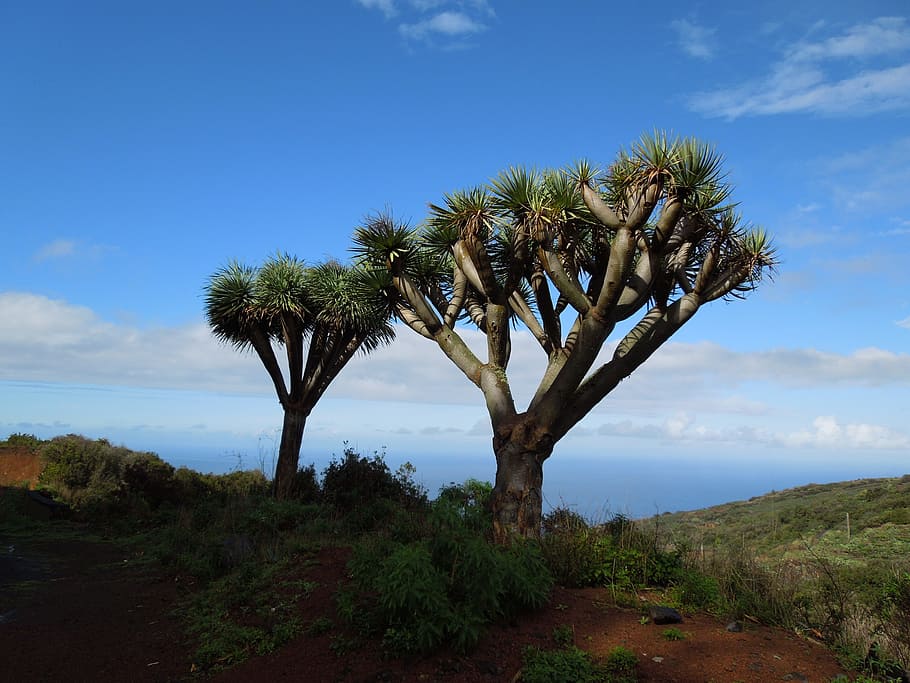 Dragon Tree, La Palma, Nature, canary islands, hiking, landscape, HD wallpaper