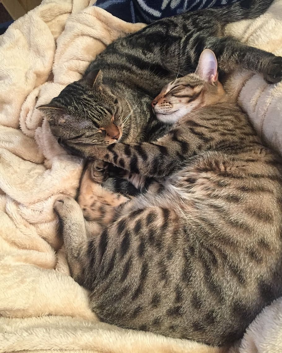 cat, kitten, kitty, take a nap, good, good friends, feline HD wallpaper