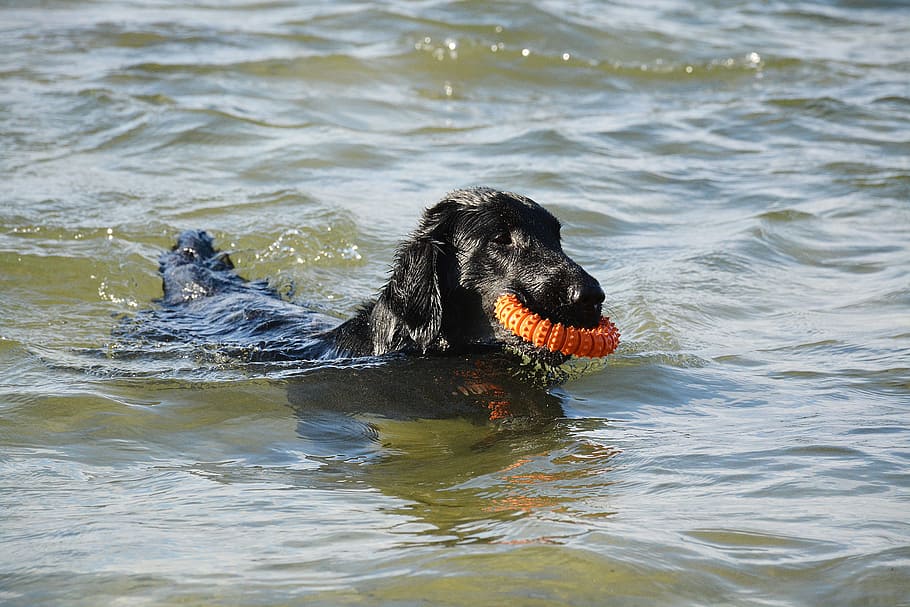 dog, retriever, flat, water, play, fun, one animal, animal themes HD wallpaper
