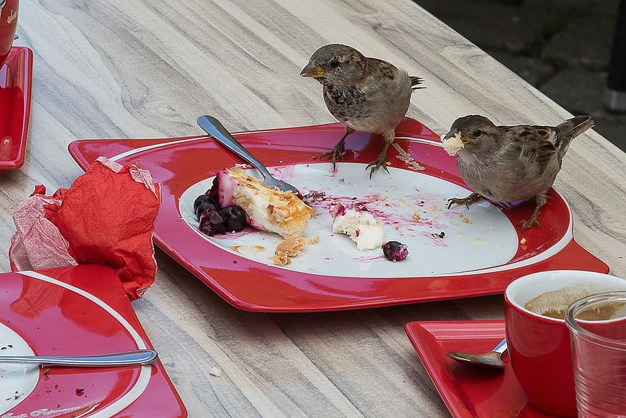 Sperling, Eat, Sparrow, Cheeky, remains, theft, red, food and drink, HD wallpaper