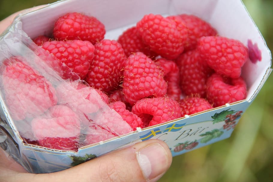 raspberries, fresh, summer, pick, fresh berries, summer time HD wallpaper