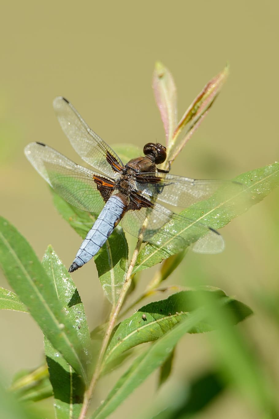 Dragonfly, Insects, Wings, Leaves, earth, nature, life, animal wildlife HD wallpaper