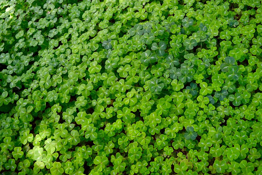 green clover field, Good Luck, Background, lucky, fresh, alive, HD wallpaper