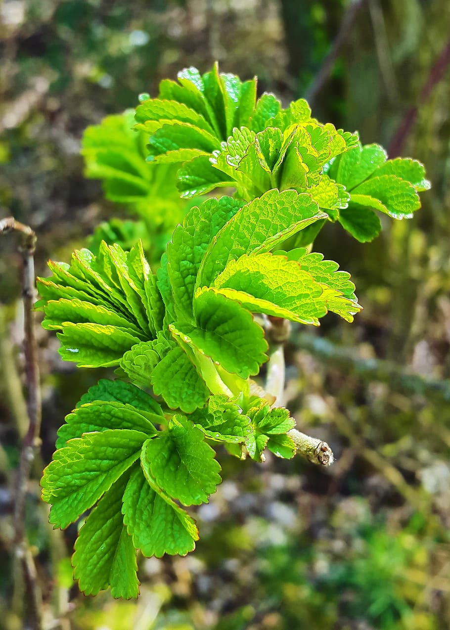 Leaf, Spring, Nature, Wild Flower, early bloomer, close, plant HD wallpaper