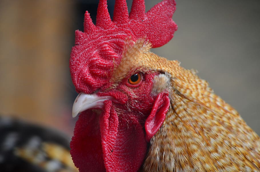 selective focus photography of brown rooster, hahn, gockel HD wallpaper