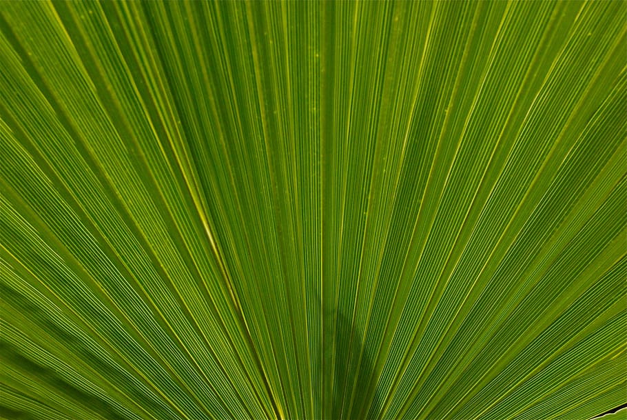 plant, leaf, nature, palm, morocco, exotic, green, background HD wallpaper