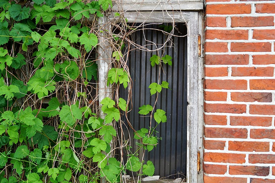 Window, Ruin, Old, Wall, Decay, Disc, leave, abandoned, haunting HD wallpaper