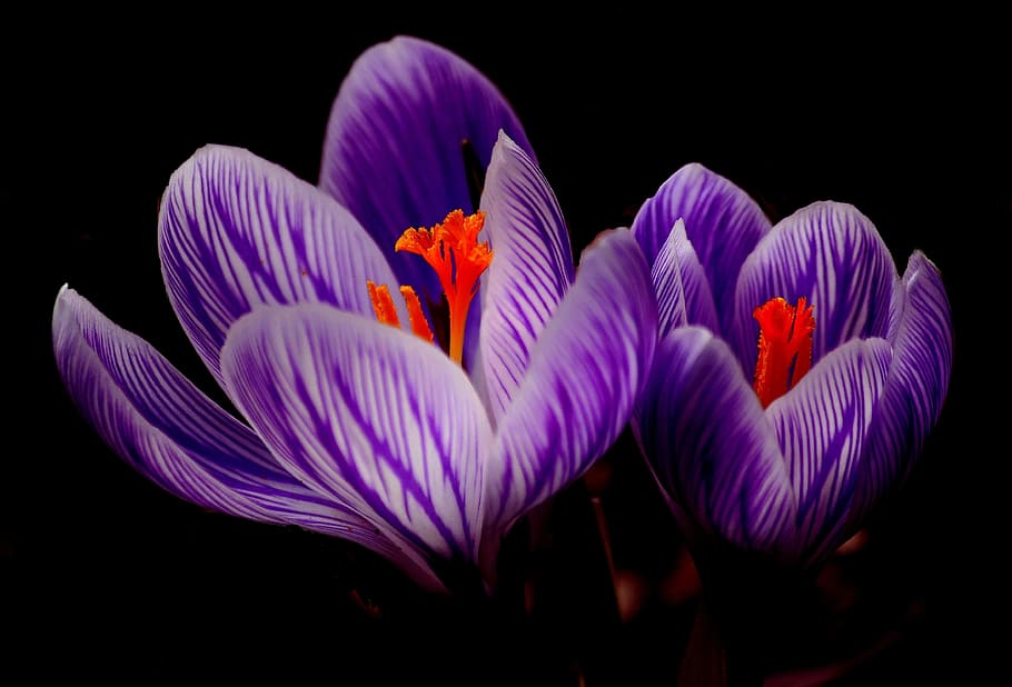 purple and red flowers, crocus, bloom, spring, close, blossom HD wallpaper