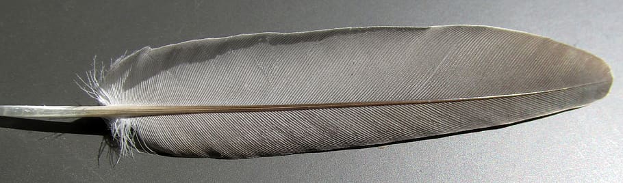 feather, bird, desktop, close-up, studio shot, no people, indoors HD wallpaper