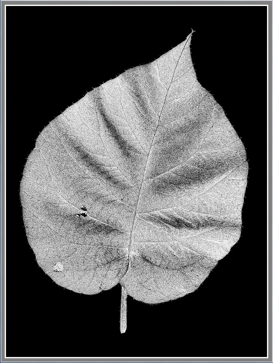 Leaf, Black, White, Scan, Grey Scale, monochrome, floral, black background HD wallpaper