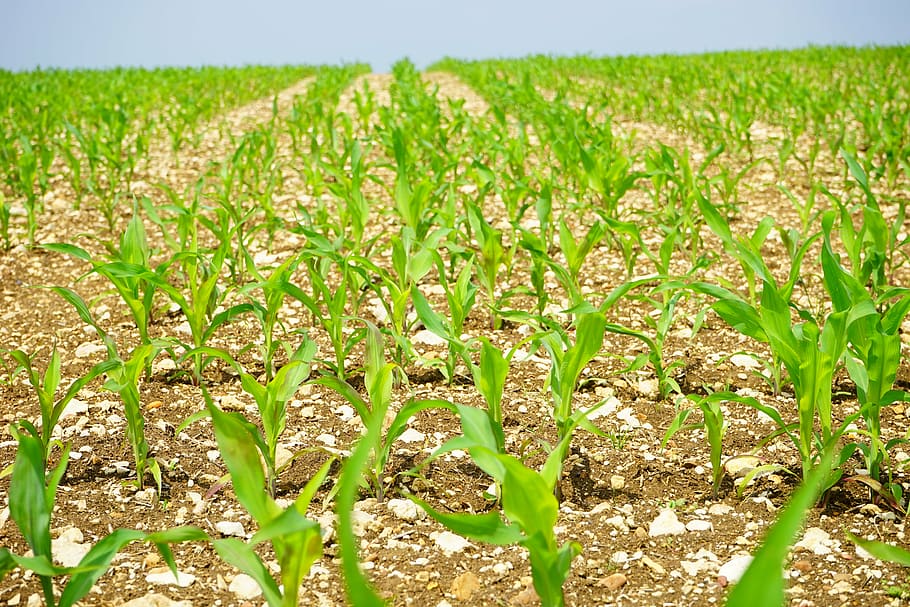 green corn plants at daytime, cornfield, arable, young plants HD wallpaper