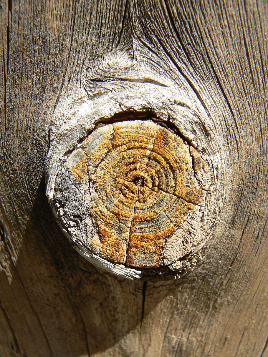 Knot, Wood, Lichen, Ocher, Texture, close-up, wood - material, HD wallpaper