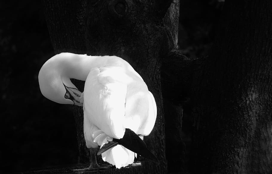 Bird, Black, White, Ralle, Animal, water bird, clean, illuminated HD wallpaper
