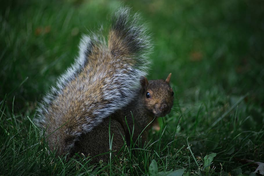 shallow focus photography of squirrel, squirrel on green grass HD wallpaper