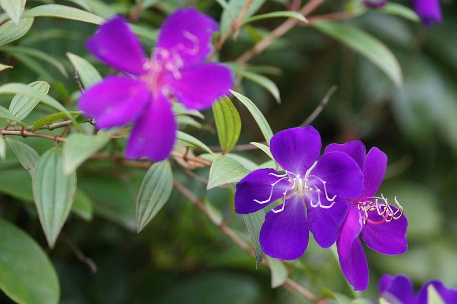 flowers, garden, violets, flowering plant, freshness, fragility HD wallpaper