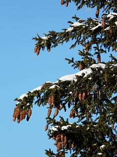 Tap, Pine Cones, Spruce, Picea, pine greenhouse, western, common HD wallpaper