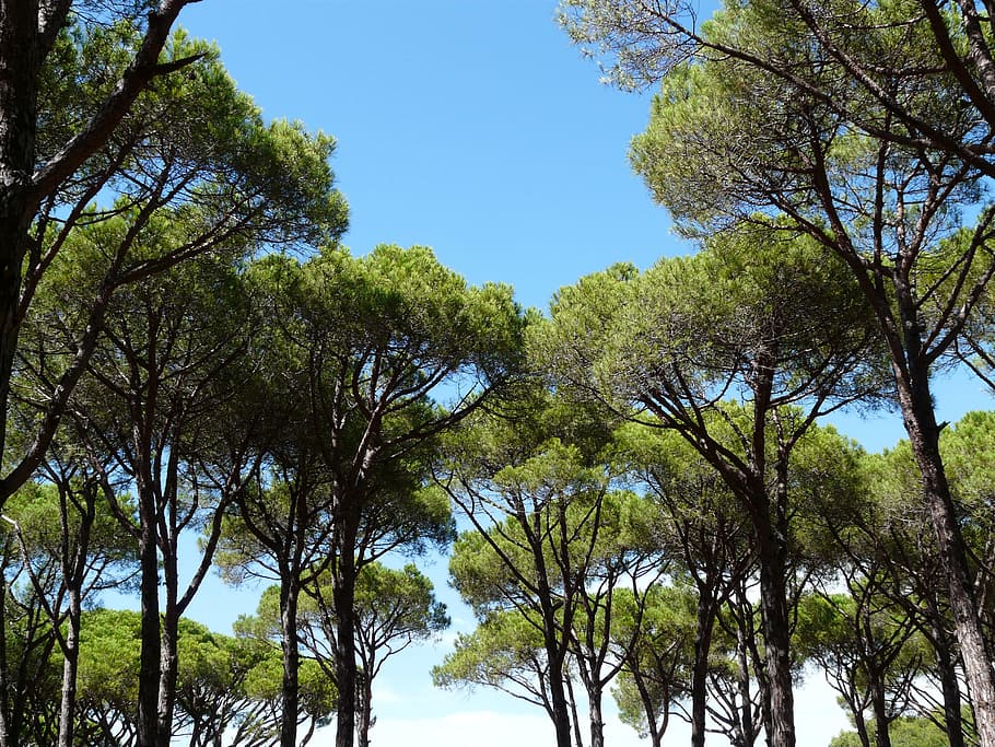 Pine, Forest, Trees, Shadow, Holiday, southerner, sky, cool HD wallpaper