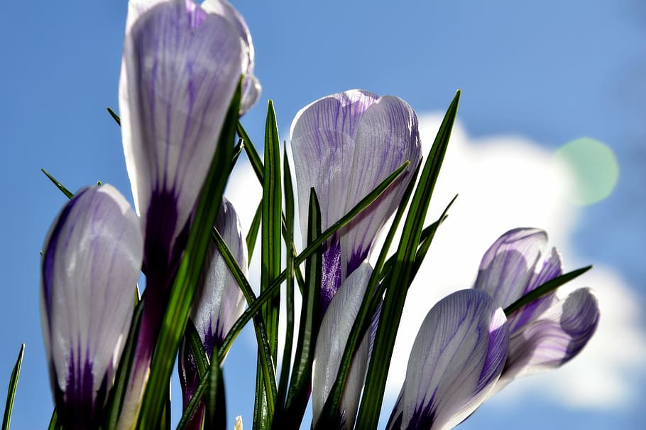 krokus, flowers, nature, spring, saffron, gentle, blooming, HD wallpaper