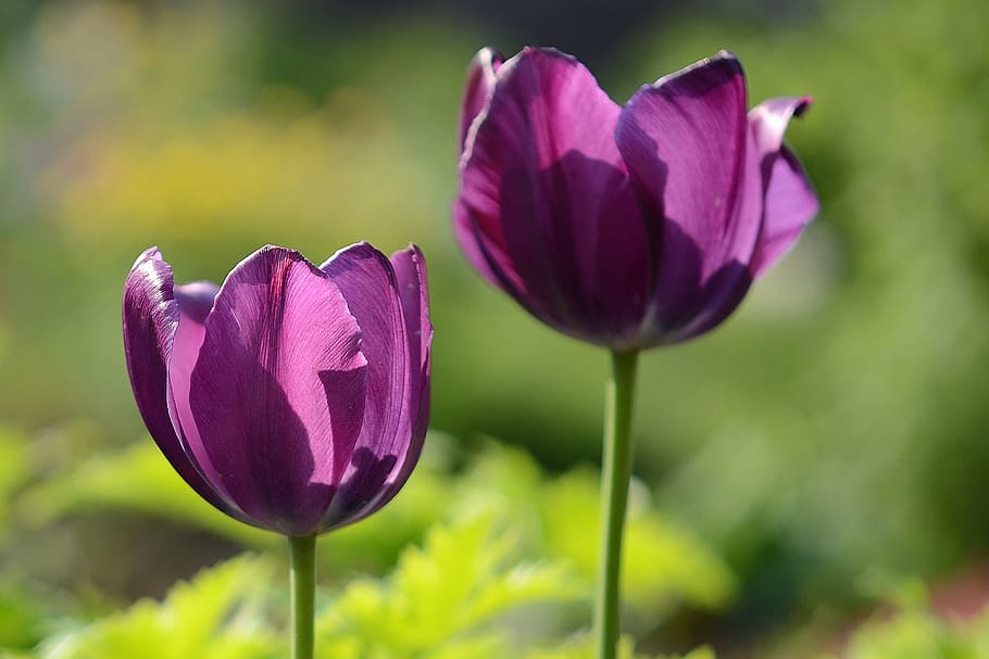 tulips, pink, flowers, spring, nature, purple, beauty in nature HD wallpaper