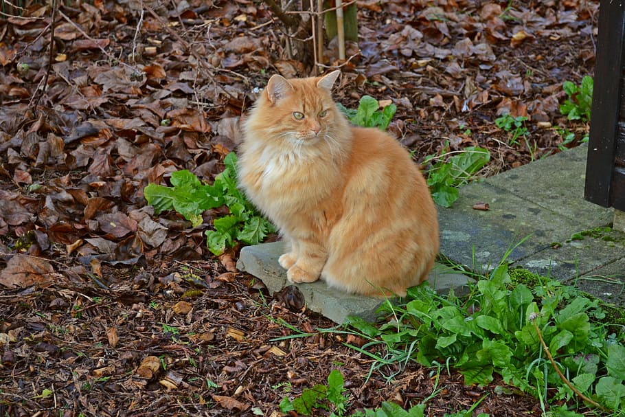 cat, cats, pet, animals, mammal, ros, long hair, autumn, animal themes HD wallpaper