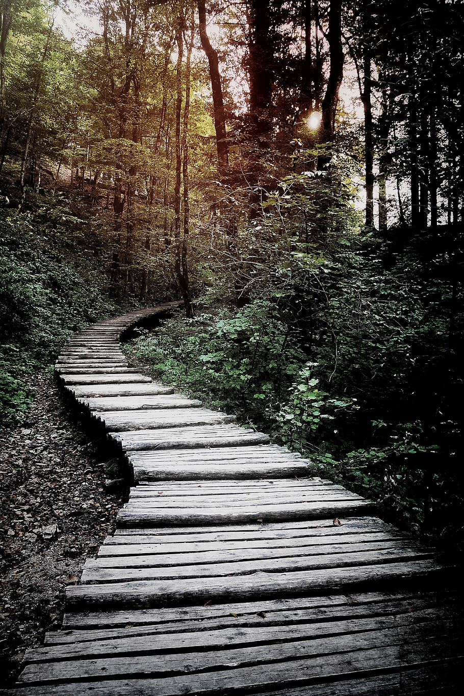 pathway, green, plants, trees, grass, forest, mountain, outdoor HD wallpaper