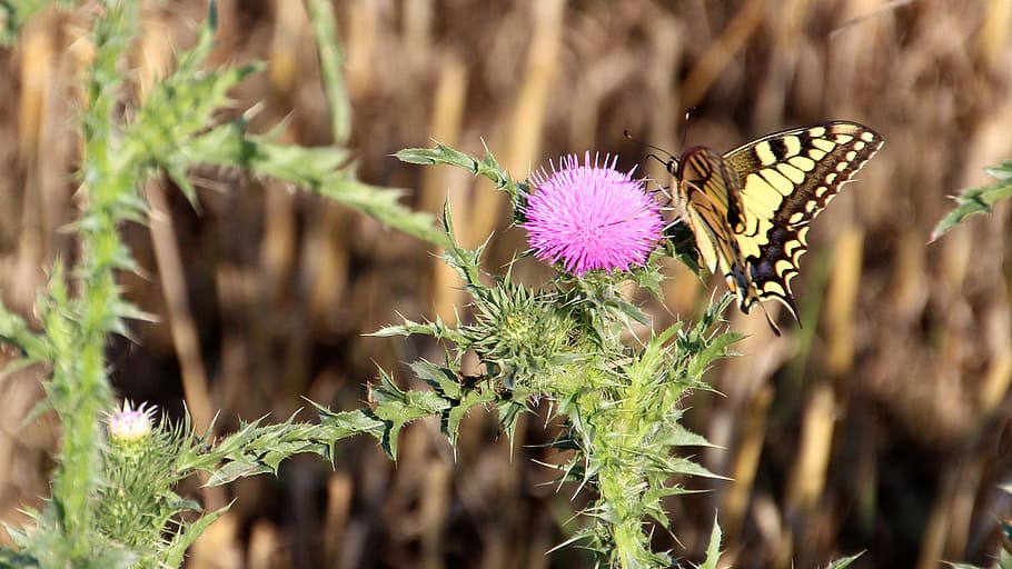 butterfly, meadow, nature, insect, thistles, plant, flower HD wallpaper