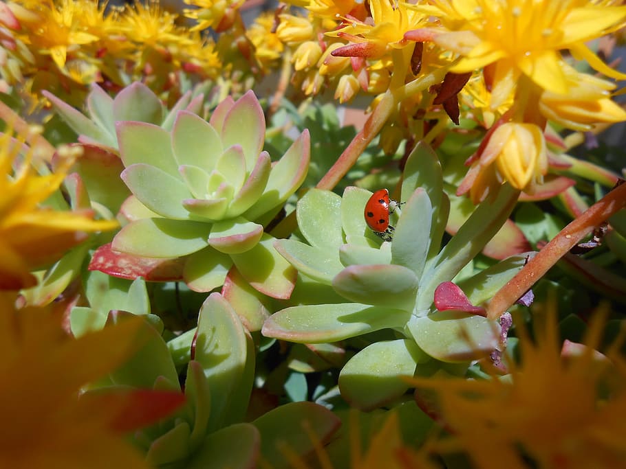 ladybug, nature, insect, garden, green, colors, beauty, macro HD wallpaper