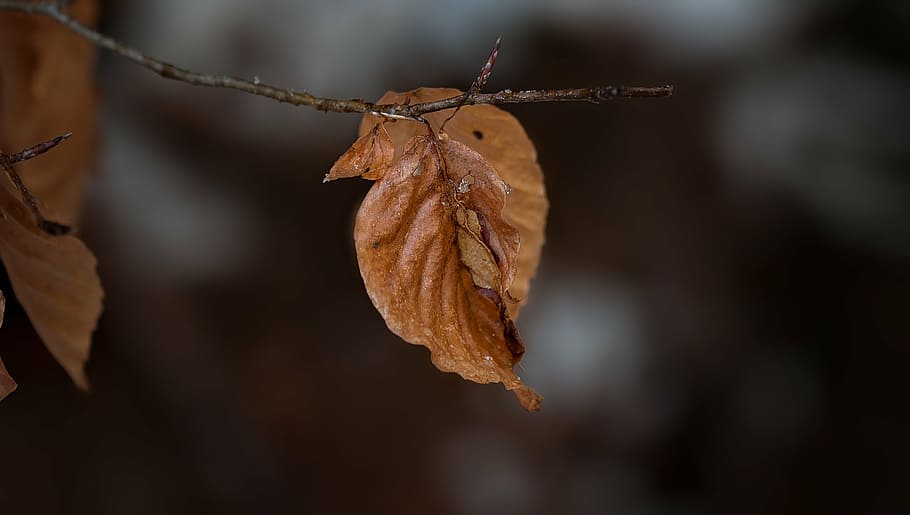leaf, true leaves, brown, dry, nature, close, plant part, autumn HD wallpaper