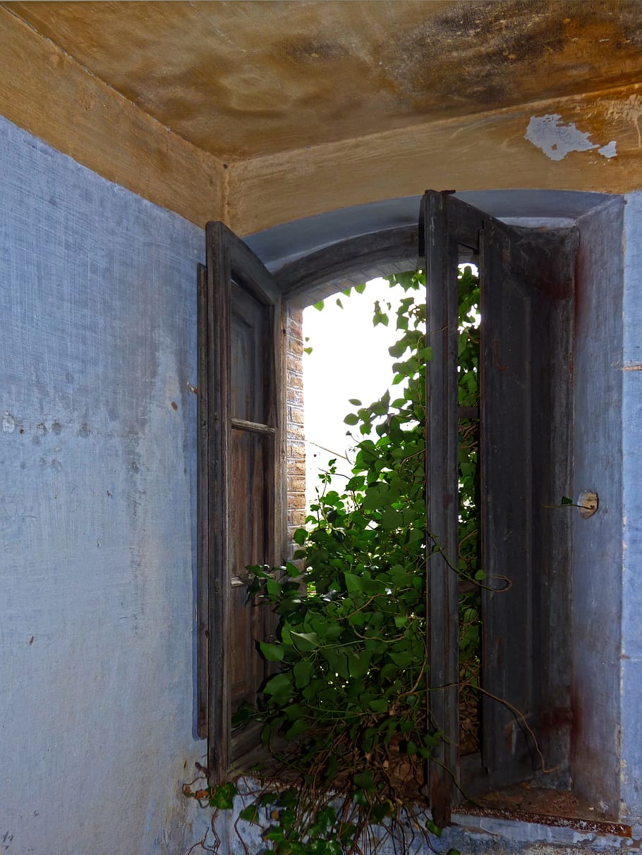 Window, Abandoned, Old, Vegetation, Ivy, house abandoned, ruin HD wallpaper