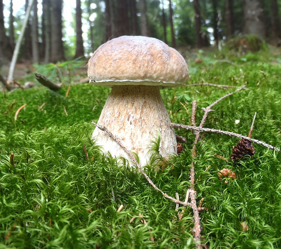 mushroom picking, boletus, moss, forest, nature, fungus, food, HD wallpaper