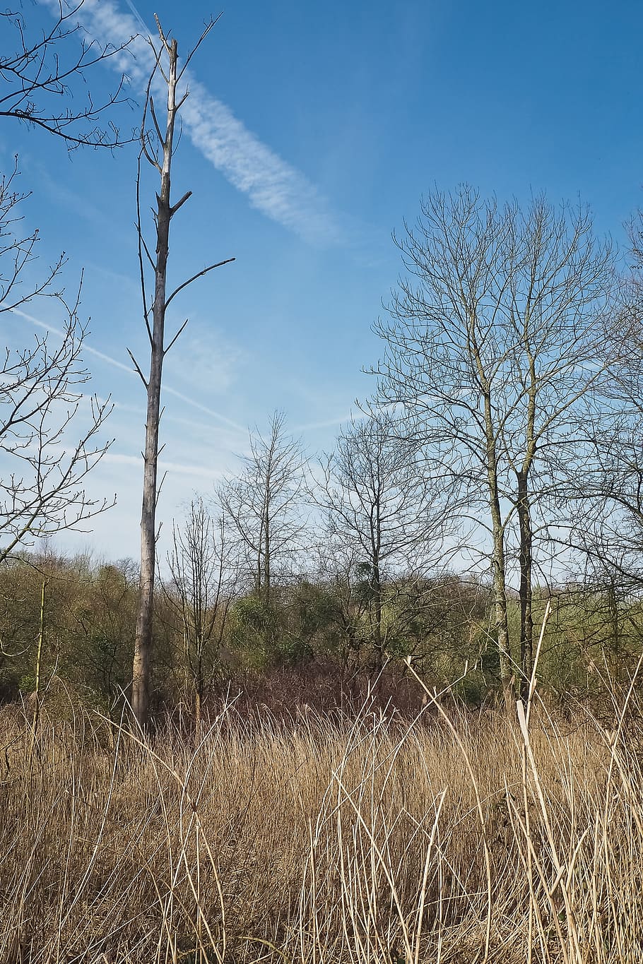 Landscape, Meadowlands, Trees, bare branches, blue, mood, sky HD wallpaper