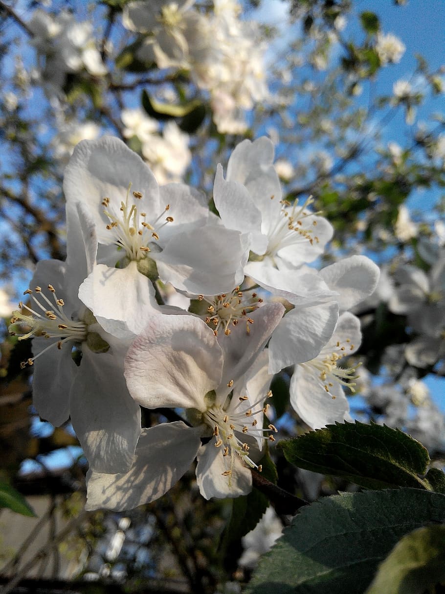 Flower, Apple Tree, Bloom, Spring, branch, sun, sky, nature HD wallpaper