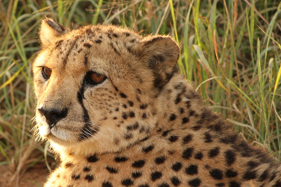 cheetah on grass field, Namibia, Predator, Africa, Wild, wild animal HD wallpaper