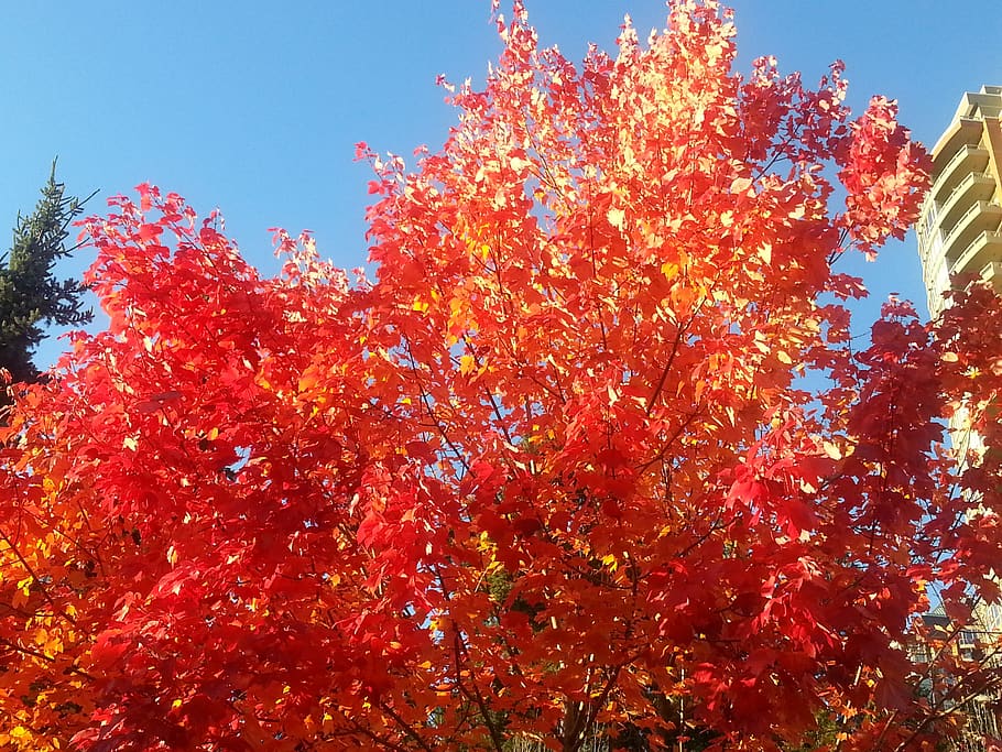 maple leafe, colour, nature, tree, sky, growth, plant, beauty in nature HD wallpaper