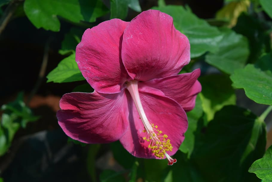 hibiscus rosa-sinensis, flower, magenta, flowering plant, beauty in nature, HD wallpaper